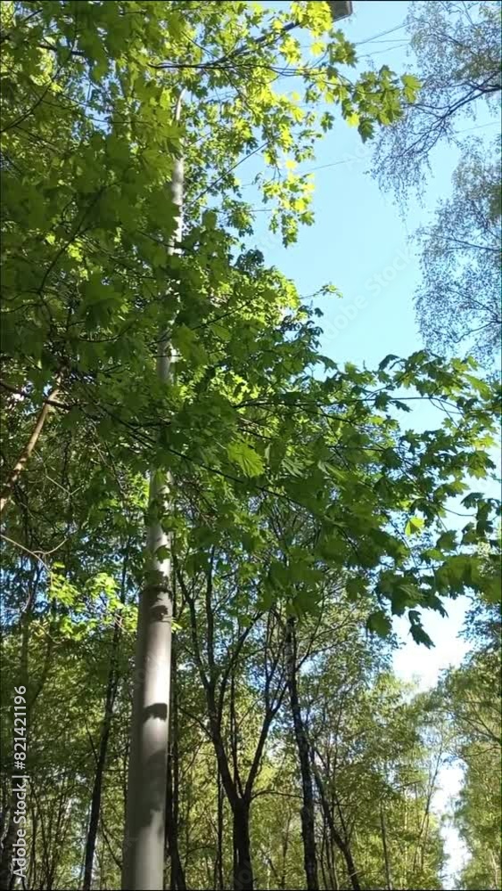 Light breeze on a tree in a city park. Natural green background Light breeze on a tree in a city park. Natural green background