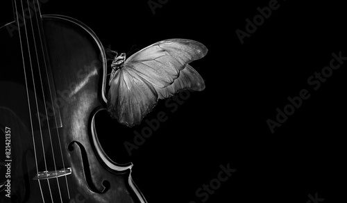 melody concept. tropical morpho butterfly on violin. violin black and white and morpho butterfly isolated on black. music concept. copy space photo