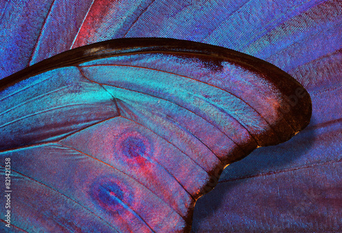 abstract pattern of bright colorful wings of a tropical morpho butterfly. ornament of butterfly wings. close up