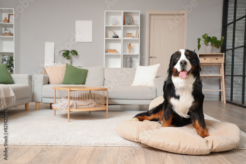 Cute Bernese mountain dog on pouf at home