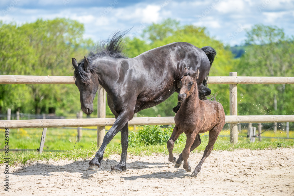 Magnifique cheval de race frison dans un élevage en nature Magnifique cheval de race frison dans un élevage en nature