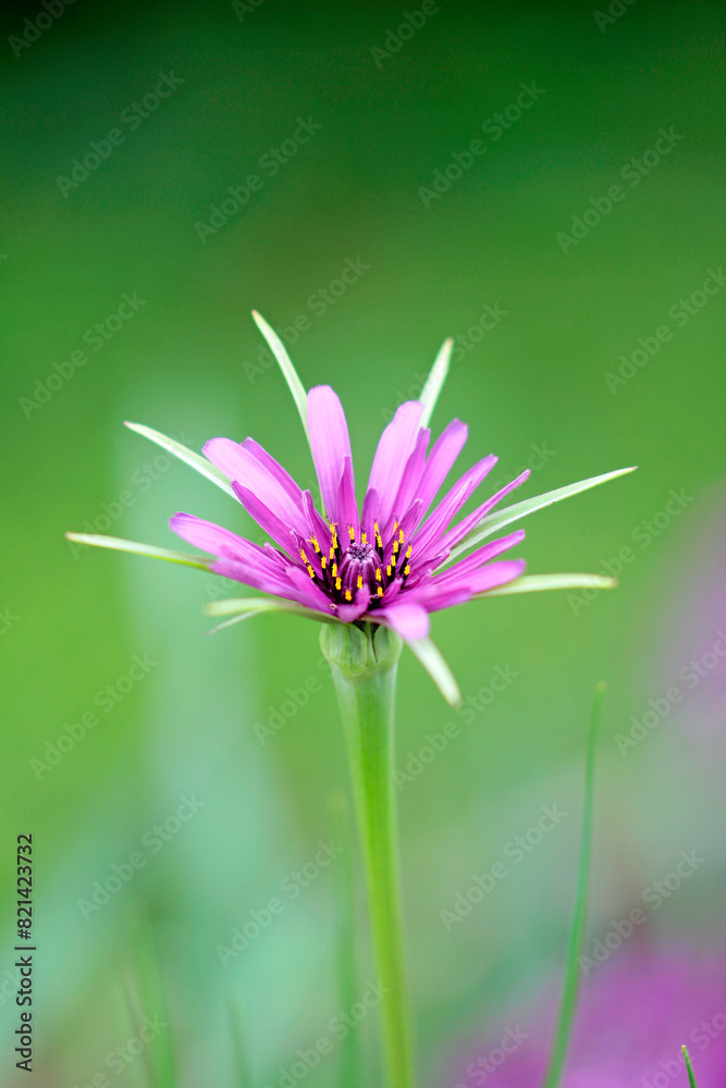 Open flower of oat root on a morning in May Open flower of oat root on a morning in May