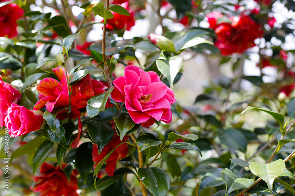 Beautiful camellia flower on tree. The Expo 70 Commemorative Park, Osaka, Japan Beautiful camellia flower on tree. The Expo 70 Commemorative Park, Osaka, Japan