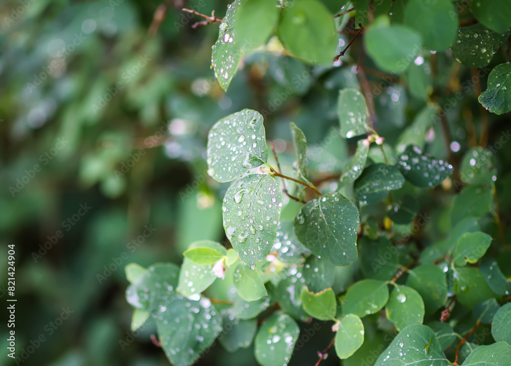 Rain drops on the leaves of the snowberry bush. Rain drops on the leaves of the snowberry bush.