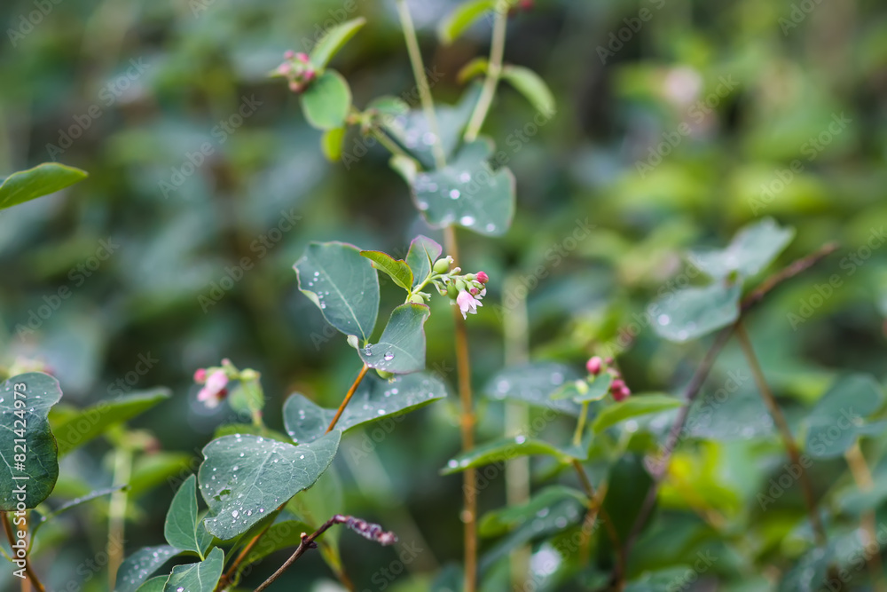 Rain drops on the leaves of the snowberry bush. Rain drops on the leaves of the snowberry bush.
