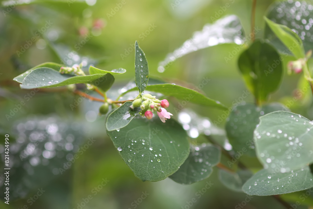 Rain drops on the leaves of the snowberry bush. Rain drops on the leaves of the snowberry bush.