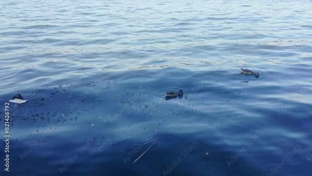 Three ducks are swimming in the water Three ducks are swimming in the water