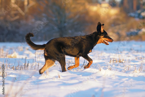 Active young black and tan Beauceron dog posing outdoors running on a snow in winter