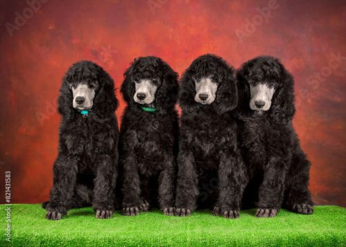 4 black dogs on a red and green background. Portrait of Silver Standard Poodle puppies sitting in a row.