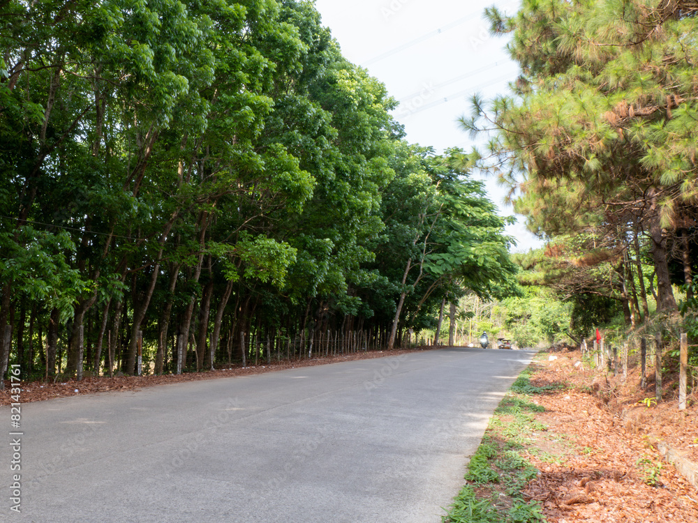 Road with green tree along side