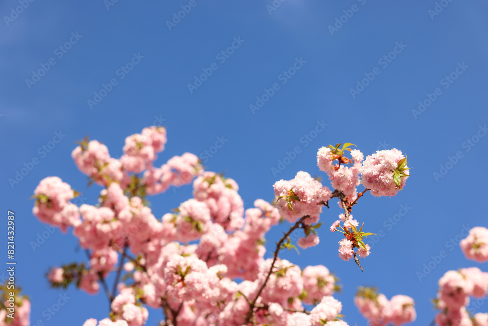 Beautiful blossoming sakura tree with pink flowers against blue sky. Spring season Beautiful blossoming sakura tree with pink flowers against blue sky. Spring season
