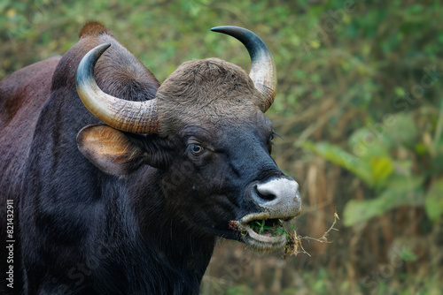 The gaur - Bos gaurus, also Indian bison, portrait on a green background, the largest extant bovine native to South Asia and Southeast Asia, in India photo