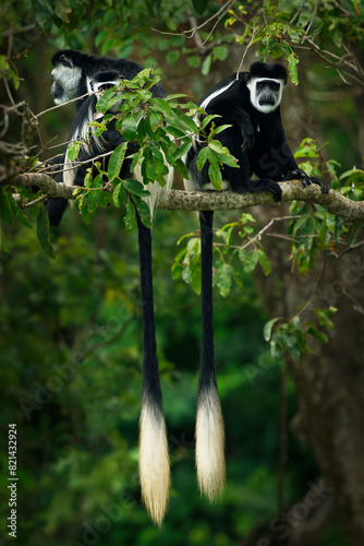 Black-and-white colobus or colobi - Colobus guereza, monkey native to Africa, related to red colobus monkey of Piliocolobus, long tails, family with young child cub on the green tree in Uganda