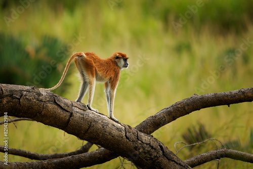 Common patas monkey - Erythrocebus patas also hussar monkey, ground-dwelling monkey distributed in the West and East Africa, stand and guard on the tree, family around feed on the ground © phototrip.cz