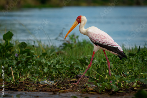 Yellow-billed Stork - Mycteria ibis also wood stork or ibis, large African wading stork in Ciconiidae, widespread south of the Sahara and Madagascar, white bird with yellow beak in green water plants