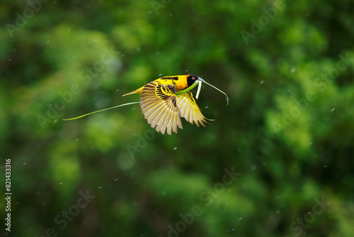 Village Weaver - Ploceus cucullatus also Spotted-backed or Black-headed weaver, yellow bird in Ploceidae found in Africa, flying with the grass for the nest construction, fast flight