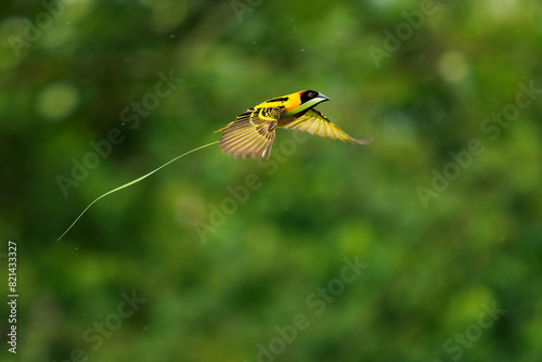 Village Weaver - Ploceus cucullatus also Spotted-backed or Black-headed weaver, yellow bird in Ploceidae found in Africa, flying with the grass for the nest construction, fast flight