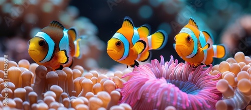 Clownfish and Sea Anemones on sea nature background photo