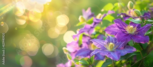 Beautiful purple clematis flowers in the garden, blurred green background with sun rays and bokeh effect, banner design copy space Generative AI © SKIMP Art