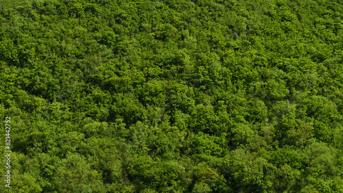 Canvas Print Thick greenery of a forest canopy viewed from overhead during the summer, showcasing dense foliage and vibrant natural beauty