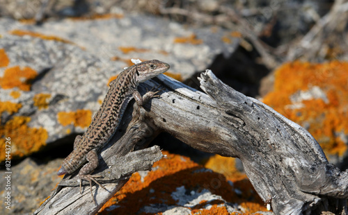 A tailless Erhard's Wall Lizard (Podarcis erhardii), shot on the Greek island of Santorini.