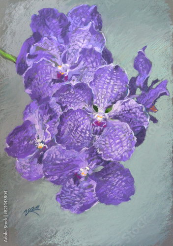 Pastel illustration of blue vanda orchid flower on grey background.