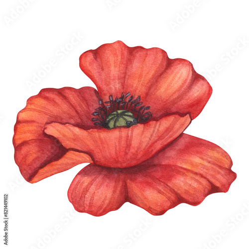 Red poppy petals black stamens flower. Meadow wild blossom, field blooming plants clip art. Hand drawn watercolor illustration isolated on white background. For Memorial day designs, cards, posters