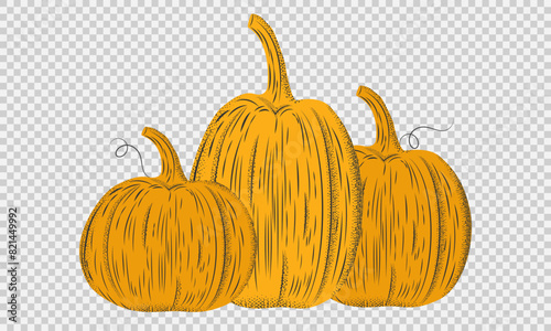 Ink sketch of pumpkins isolated on transparent background.Pumpkin in engraving style. Vegetable illustration in a vintage retro woodcut etching style.Vector illustration EPS 10 editable stroke