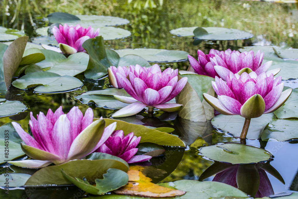 rote Seerosen (NymphaeaHybride) im Gartenteich Stock Photo Adobe Stock