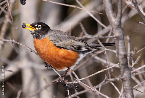 An american robin eating a berry in a tree.