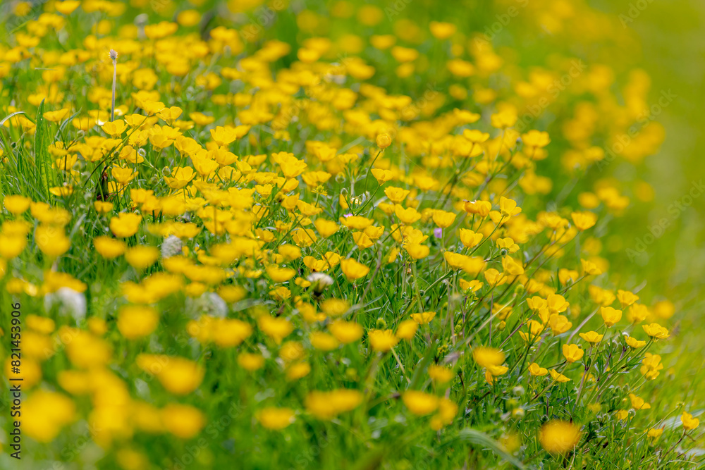 Fototapeta premium Selective focus of small tiny yellow flowers, Wild buttercup with green grass meadow, Ranunculus bulbosus is a perennial flowering plant in the buttercup family Ranunculaceae, Nature floral background