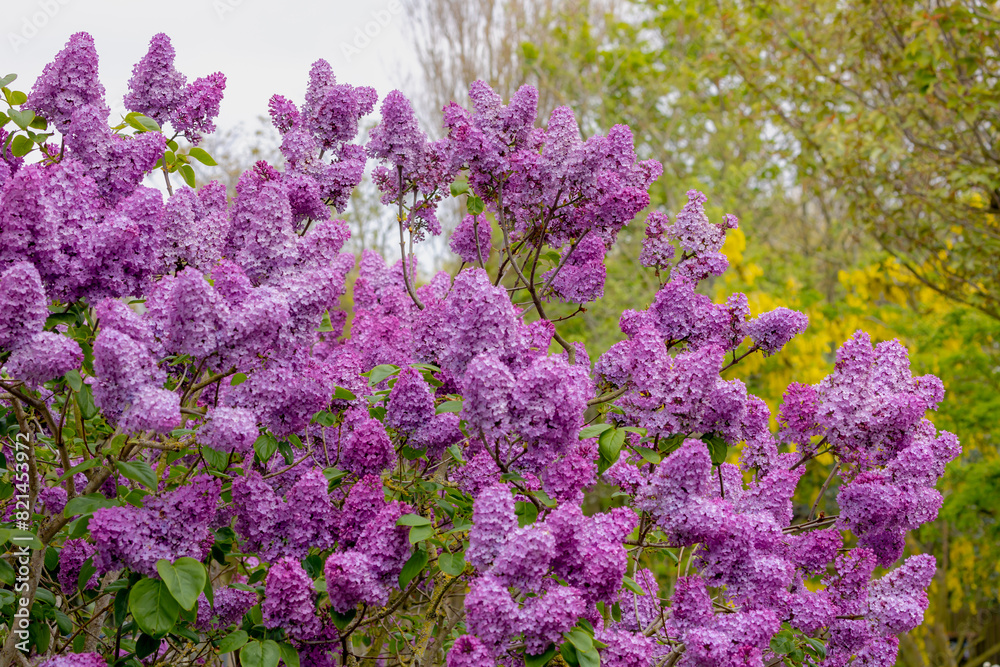 Selective focus of branches of purple flowers in the garden, Common Lilac with green leaves, Syringa vulgaris is a mainstay of the spring landscape in northern and colder climates, Nature background. Selective focus of branches of purple flowers in the garden, Common Lilac with green leaves, Syringa vulgaris is a mainstay of the spring landscape in northern and colder climates, Nature background.