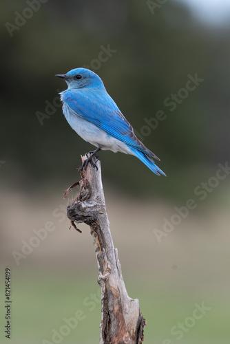 male mountain bluebird central Alberta Canada