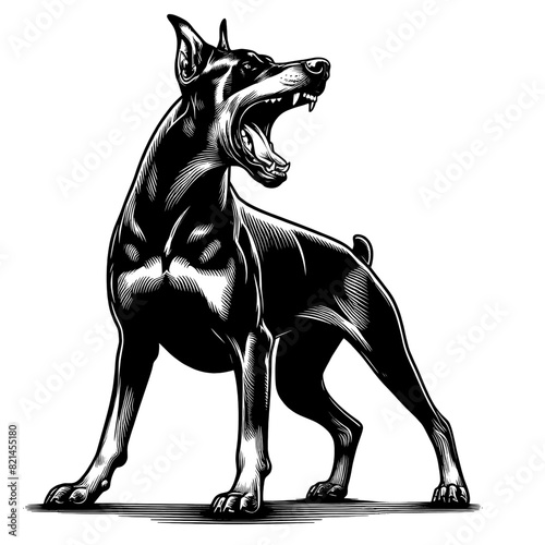 Hand drawn illustration of fierce doberman dog, vector sketch isolated on transparent background.