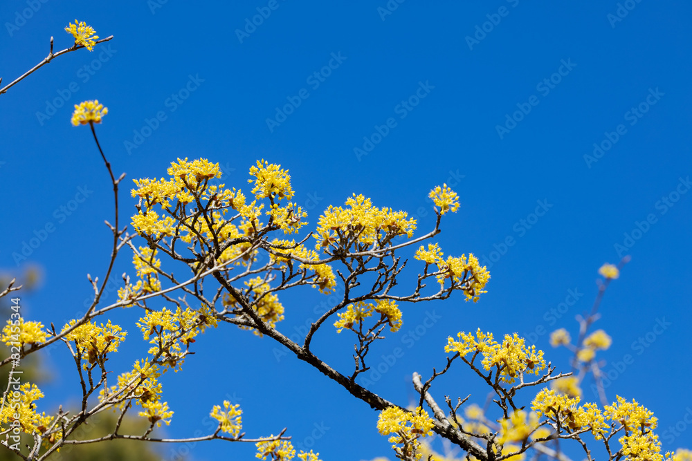 Yellow shan zhu yu flowers blooming against the blue sky in early spring. Yellow shan zhu yu flowers blooming against the blue sky in early spring.