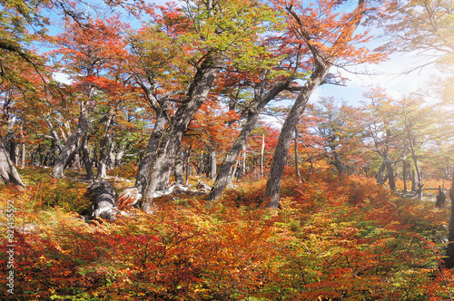 Autumn forest. Los Glaciares National park.