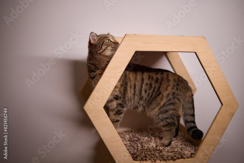 Felidae scratching wood wall, carnivore pet supply with whiskers and snout photo
