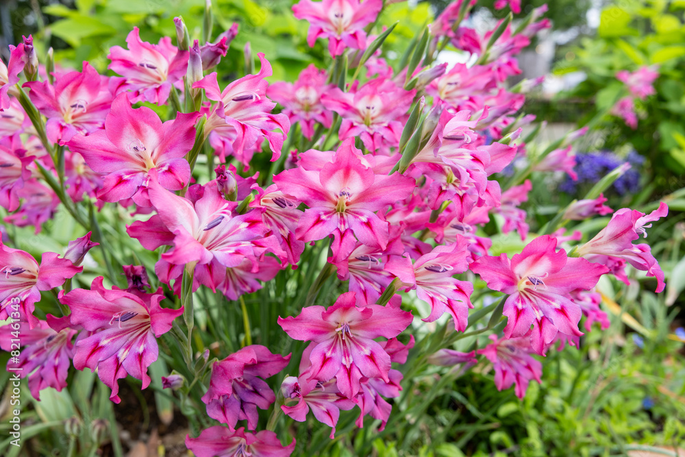 Spring gladiolus flowers blooming with beautiful pink flowers in the garden. Spring gladiolus flowers blooming with beautiful pink flowers in the garden.