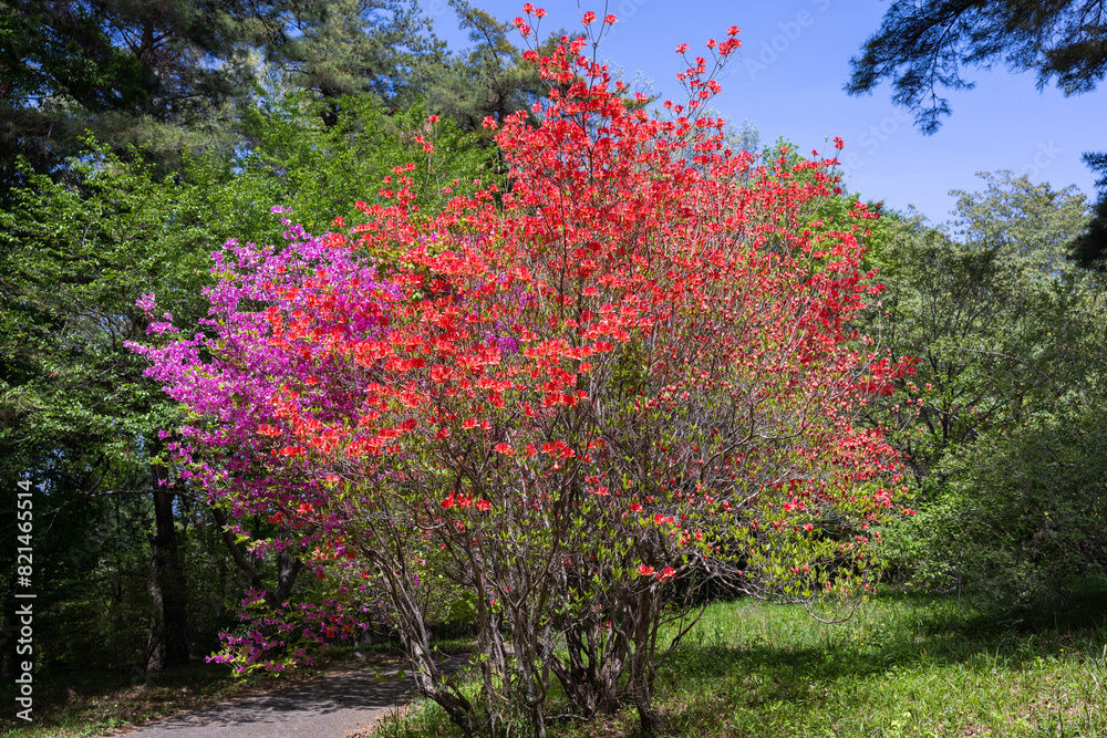 Orange and pink azalea flowers that shine against the blue sky in the forest. Orange and pink azalea flowers that shine against the blue sky in the forest.