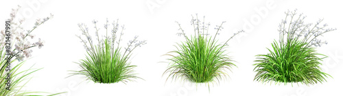 Set of Liberta Formosa - Chilean Iris plant isolated on transparent background with selective focus close-up. 3D render.