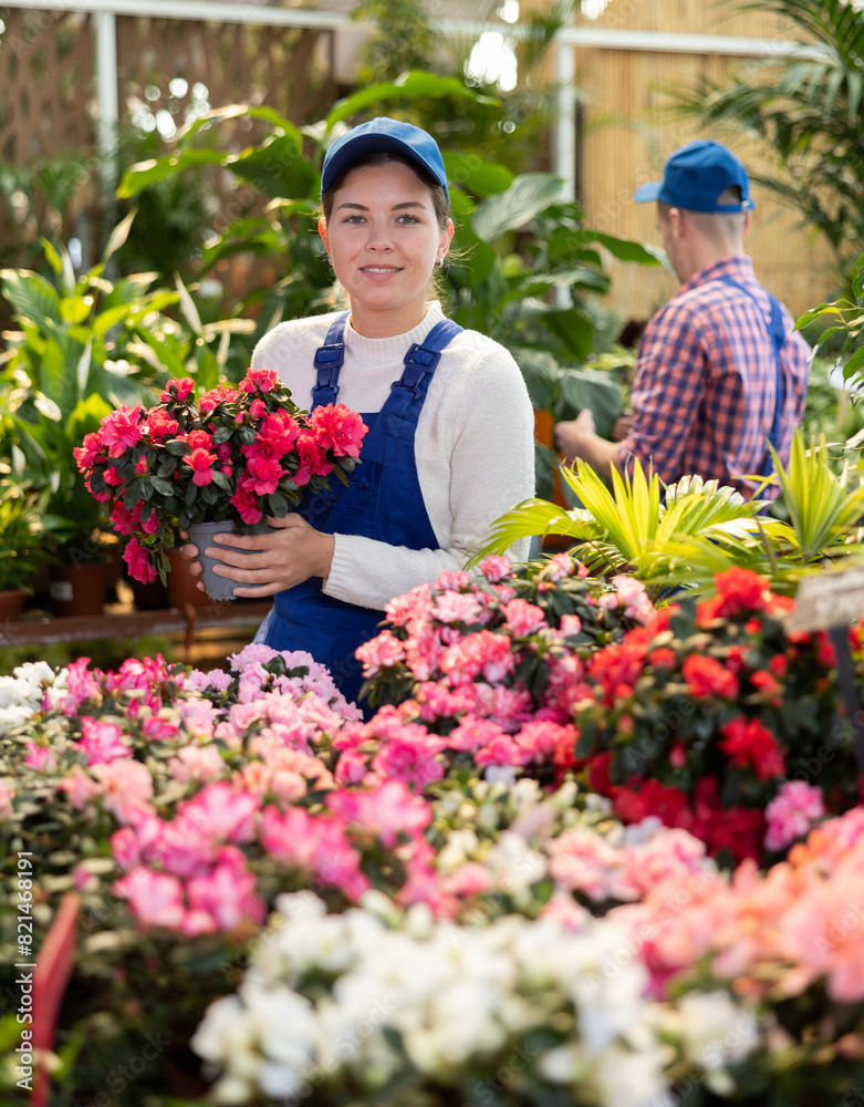 Smiling female gardener arranging potted Azalea for market and wearing greenhouse uniform