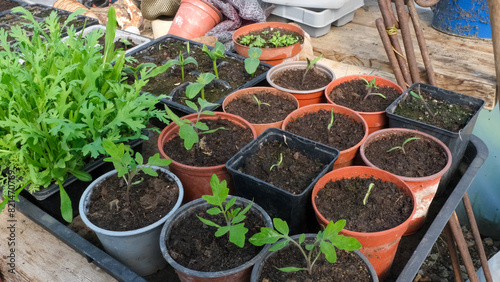 A tray of potted seedling plants of tomatoes, lettuce, and peppers in allotment garden