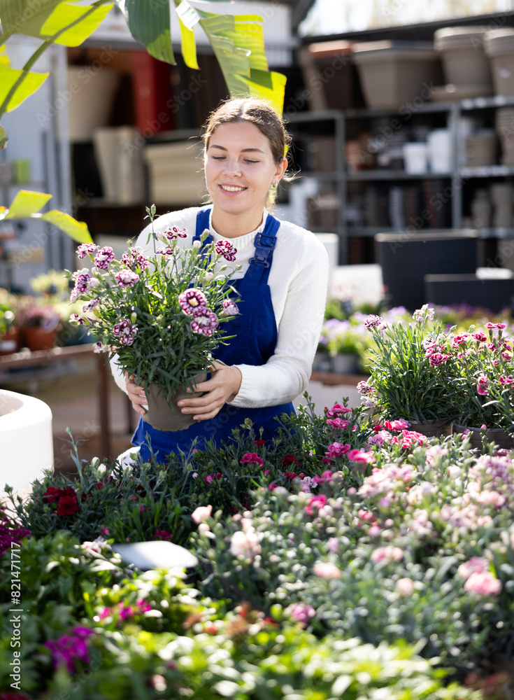 Young female saleswoman in uniform holding pot of garden carnation in flower shop