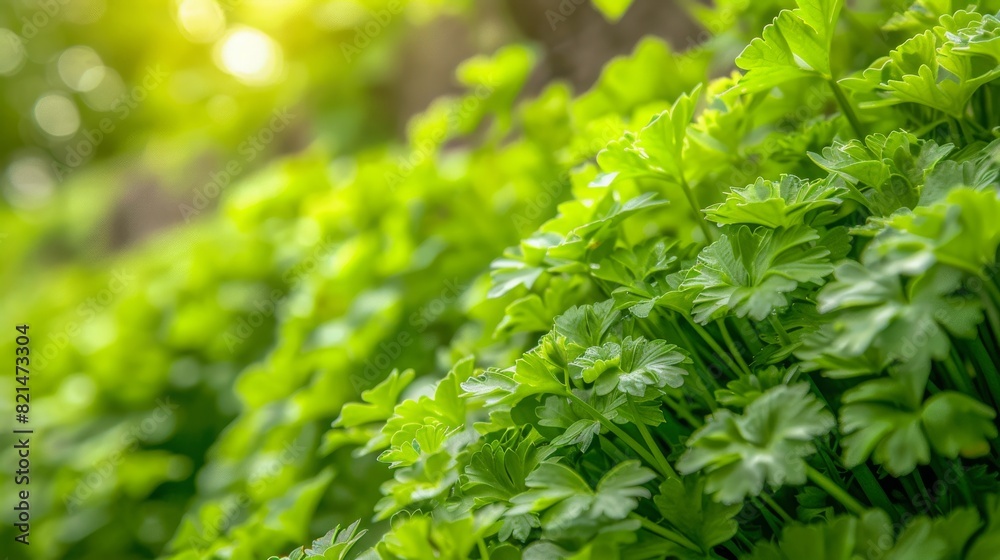 Embrace the natural elegance of parsley thriving in a garden. Grown outdoors, this close up top view showcases a lush green background of parsley leaves. Embrace the natural elegance of parsley thriving in a garden. Grown outdoors, this close up top view showcases a lush green background of parsley leaves.