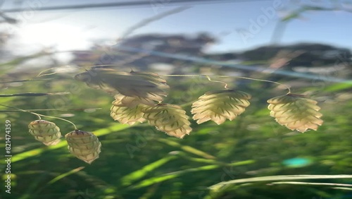 Reeds in the forest. Greater quaking grass. Close up. Vertical. photo