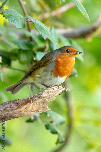 European Robin (Erithacus rubecula) - Commonly Found in Europe