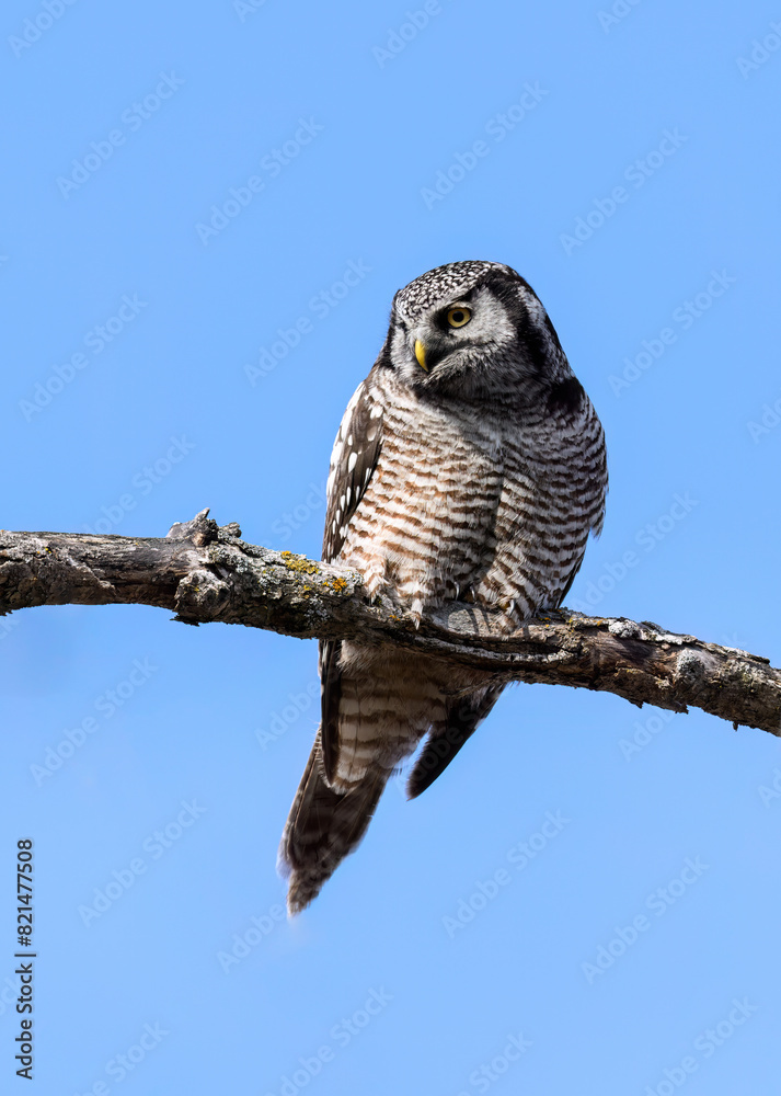 Fototapeta premium Northern Hawk Owl on tree branch against blue sky