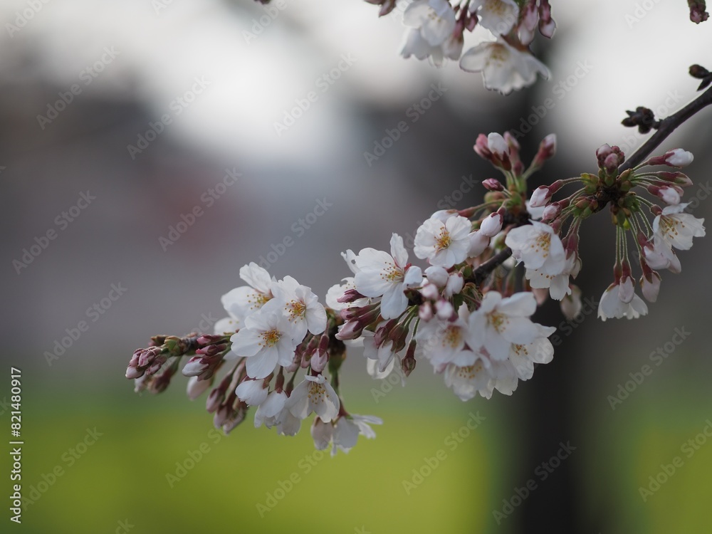 八分咲きの桜の枝の花びらのアップ