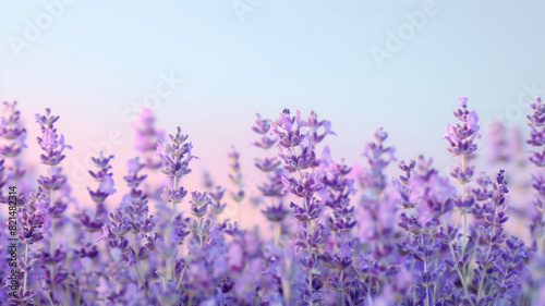 Serene Lavender Field Under Soft Sunset Light  Blooming Purple Flowers  Nature Tranquility  Aromatic Delights  Scenic Beauty of Floral Landscape 8K Wallpaper High-resolution