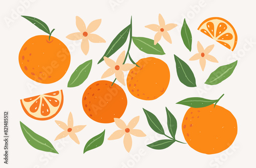 Set of hand drawn oranges fruits with leaves, branches and flowers. Vector modern botanical illustration. Set of citrus tropical fruits. Summer design for pattern, poster, card, fabric, banner, cover.